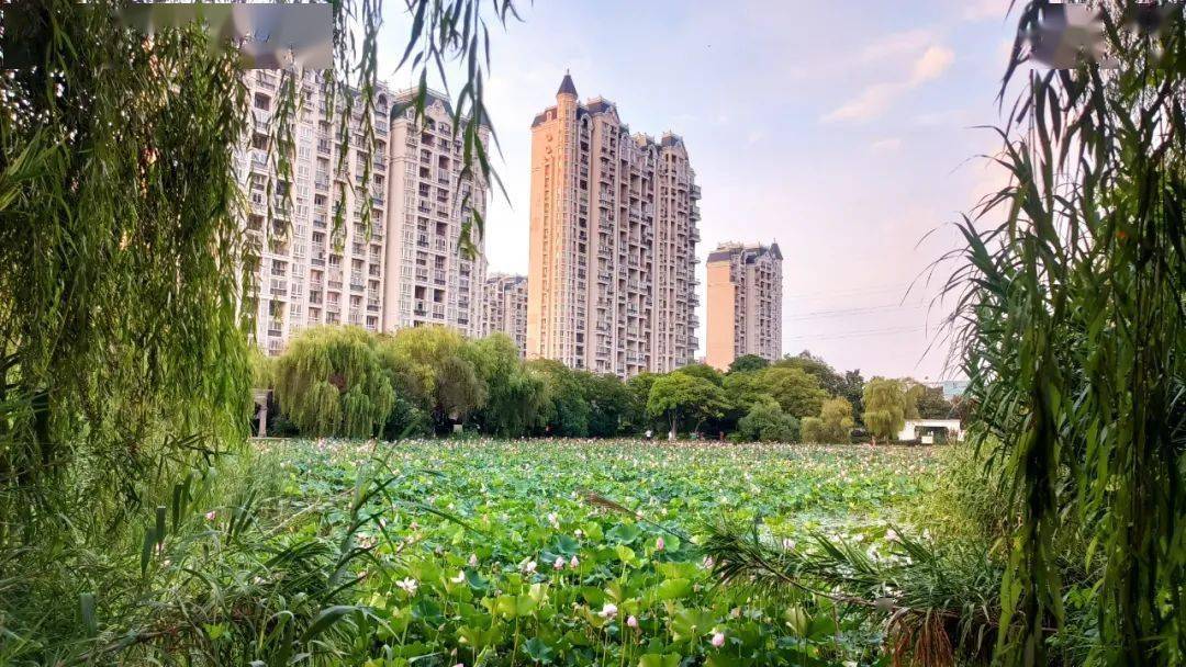 赏荷时光丨深藏在汊河镇碧桂园城市花园里的荷塘月色_诈骗_南京_商家