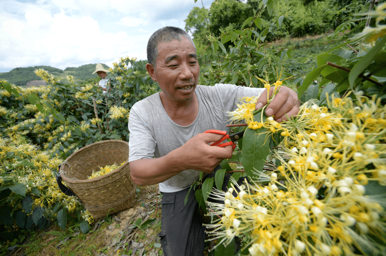 一次採收,畝產鮮花接近500斤,單價是7塊左右,預計3年後就能進入盛產期