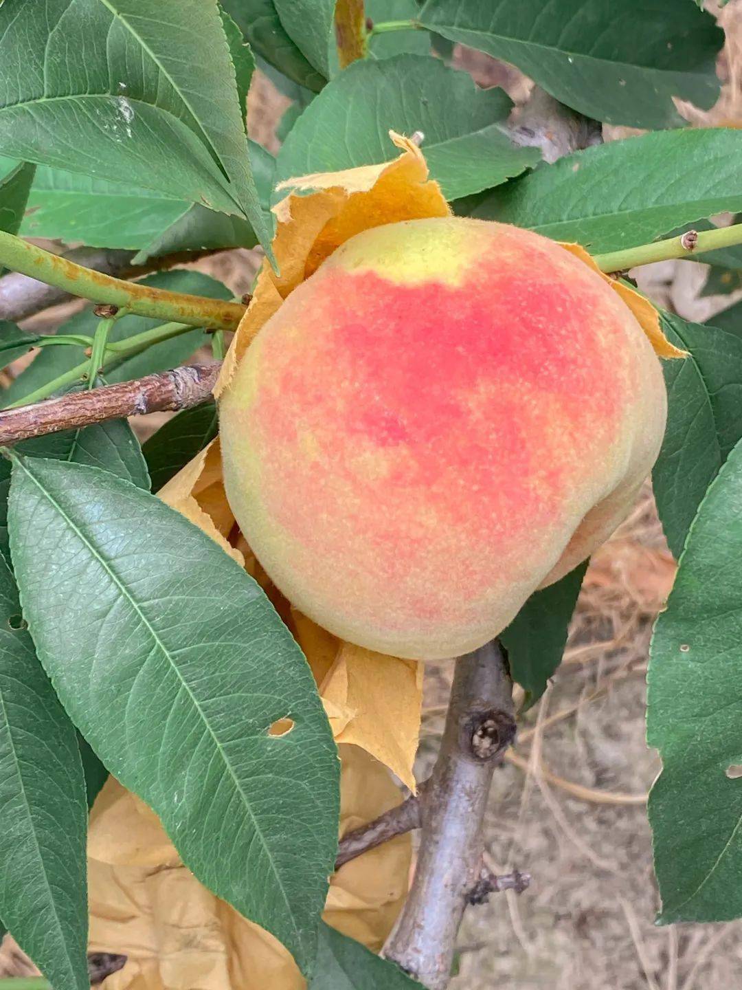 上海桃市出新品这款苹果桃你吃过吗