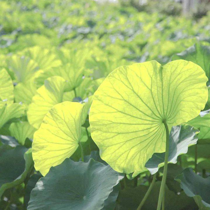 将再扩大,公众需注意防暑,警惕热射病,出现头晕,恶心等中暑前兆现象