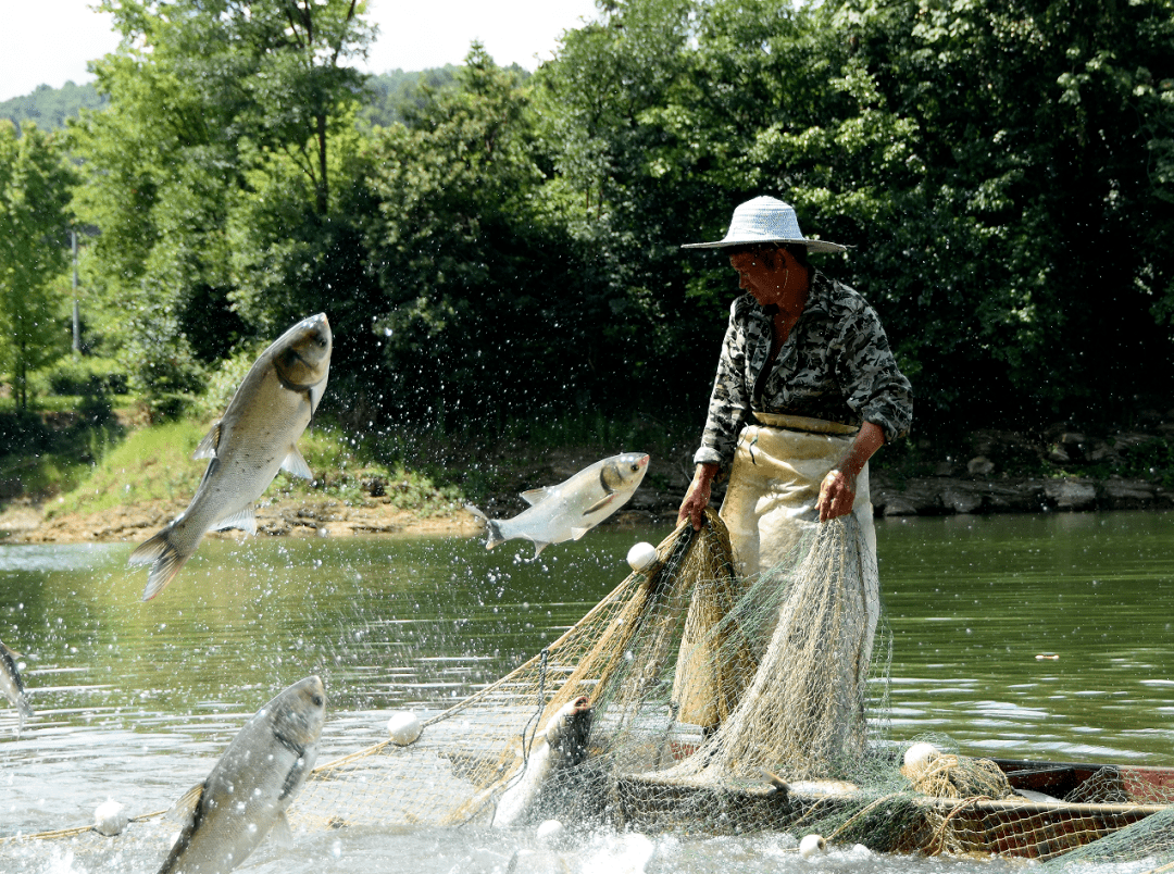 余庆县一水库生态鱼喜获丰收