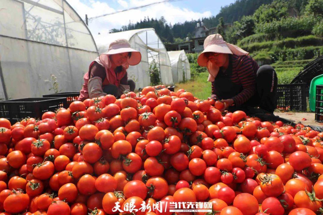 织金县少普镇:菜林坝子菜丰收_杜刚_蔬菜_大棚