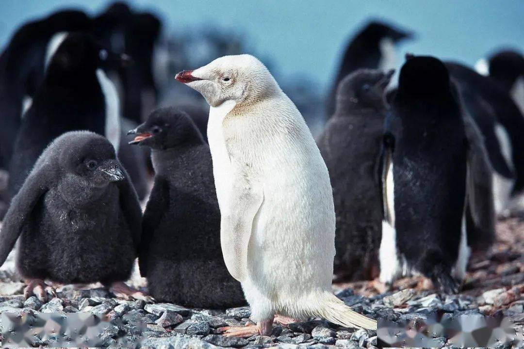 美丽而稀少的白化动物
