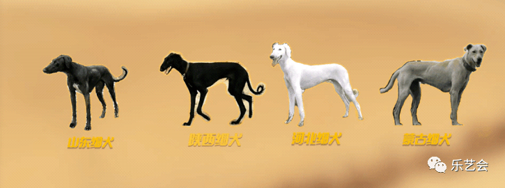 石超专栏《细说细犬——中国文物中的猎犬形象》上篇_陕西_速度_西游记