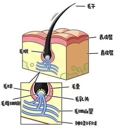 这个结构中包含了大量的毛母细胞依赖于毛囊末端的一个特殊结构而毛干