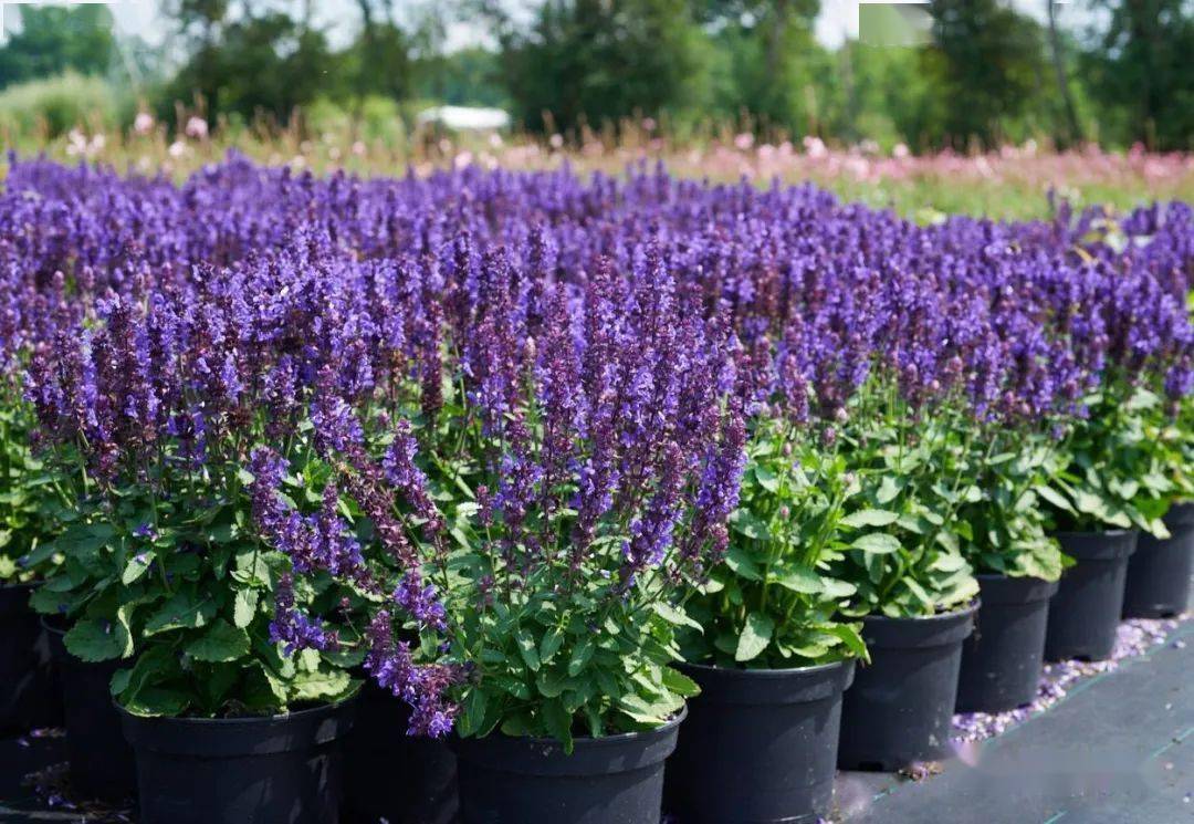 【宿根花卉】2022 种苗订货季 宿根鼠尾草品种合集 无性 & 种繁_开花
