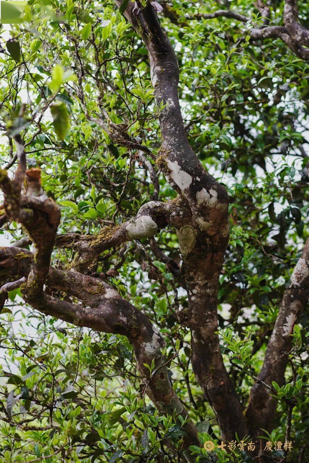 黄家寨古树白茶 | 甜蜜清怡,不可错过的漭水之韵!_云南省_茶叶_古树茶