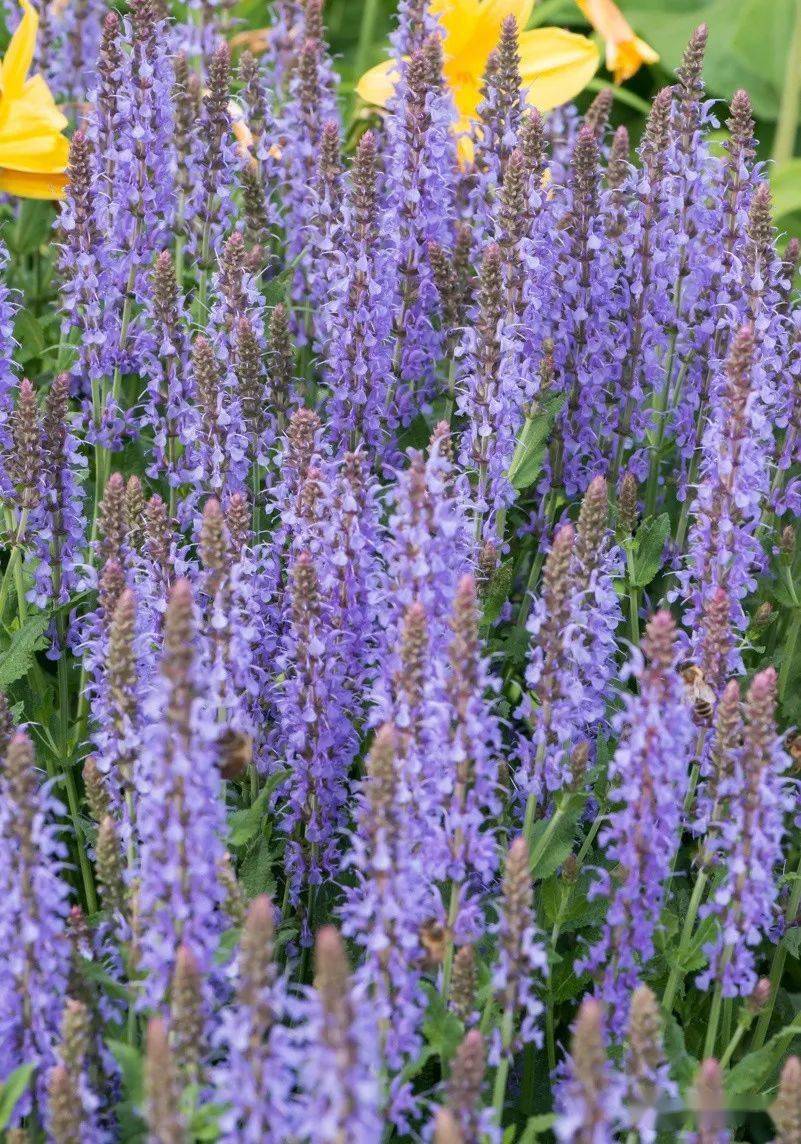 【宿根花卉】2022 种苗订货季 宿根鼠尾草品种合集 无性 & 种繁_开花_