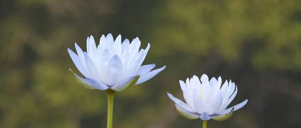 八月花讯丨躲进绿色偷看夏天_花卉_植物园_夹竹桃