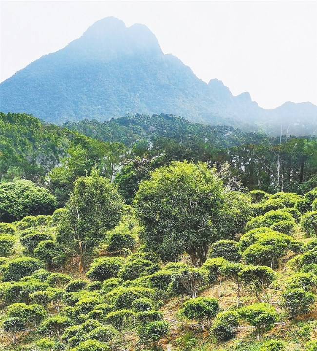 文献中的海南岛古茶树 卷帙藏茶影