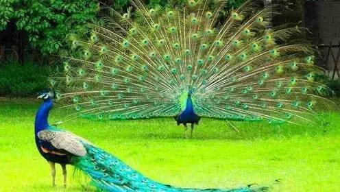 观孔雀放飞,爱伲山寨,九龙瀑布