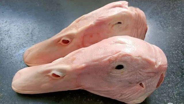 脂肪含量相对比较低,鸭头里像是袖珍版的核桃仁儿的脑浆,学名鸭脑