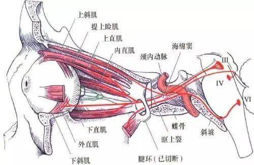 眼球外肌與眼球運動