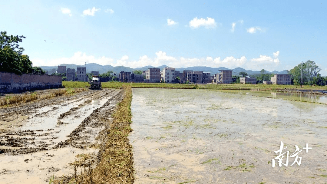 大概一个星期可以全部插完"罗定市亚灿米种