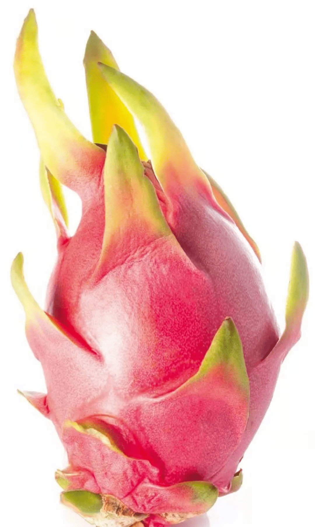 【教程】彩铅~火红的火龙果!