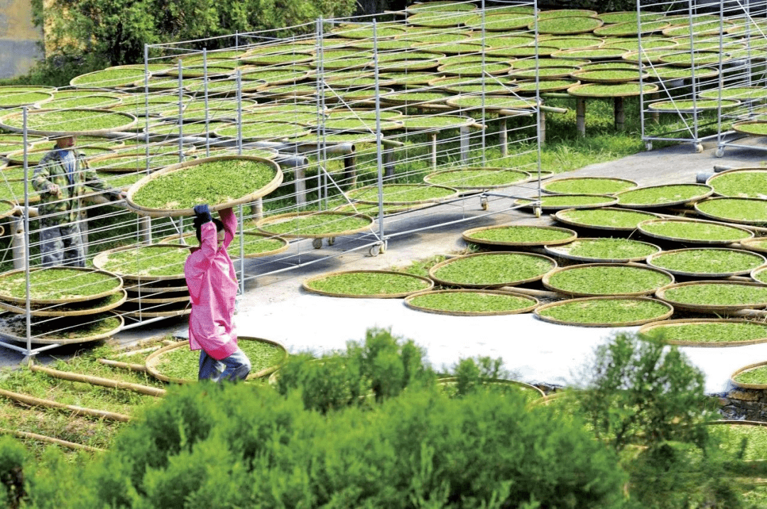 茶叶采自福建省宁德市屏南县,该地区属亚热带海洋性季风气候,海拔900