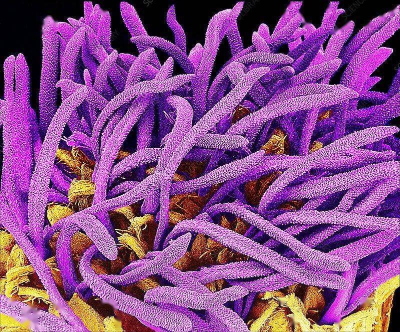 来看看微观下的植物奇妙世界,简直太惊美了!_雌蕊_种子_雄蕊