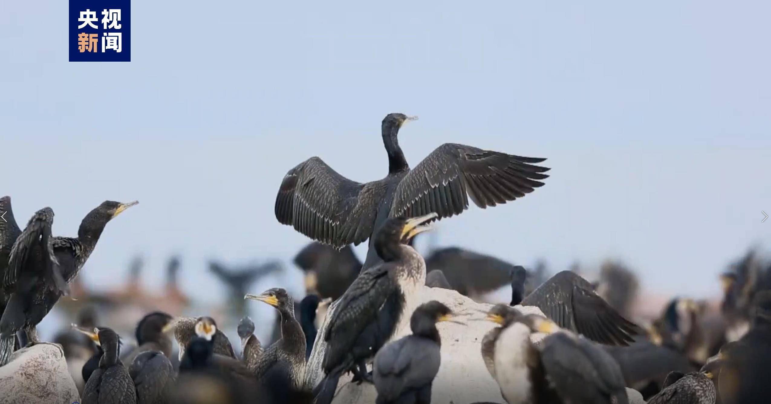 2021年度青海湖共监测记录到水鸟59种