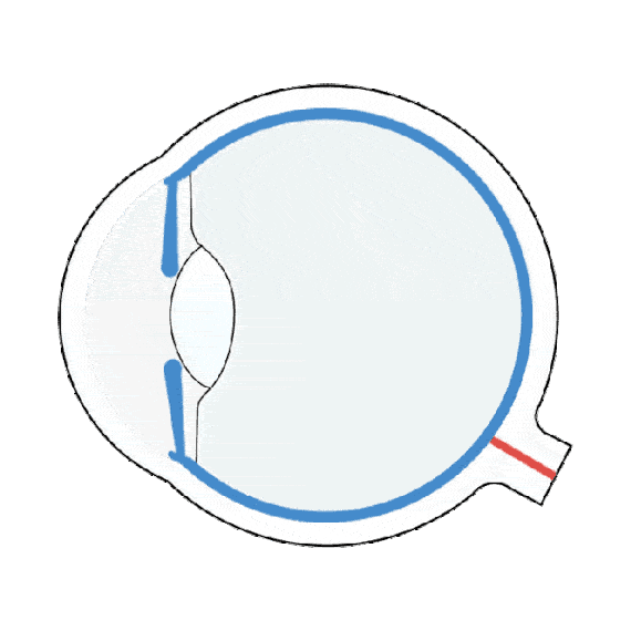 眼球解剖学在视光中的应用(二)