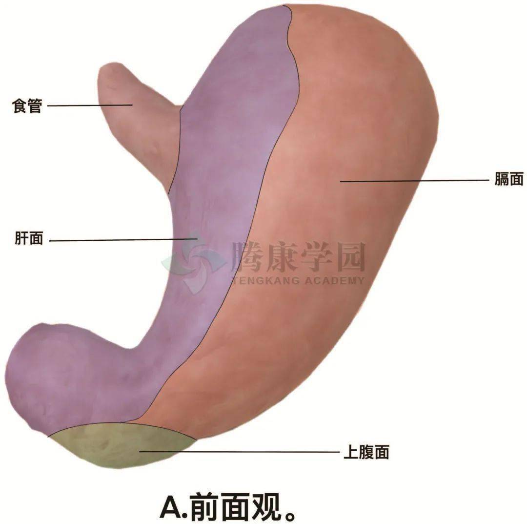 胃后壁隔网膜囊与胰