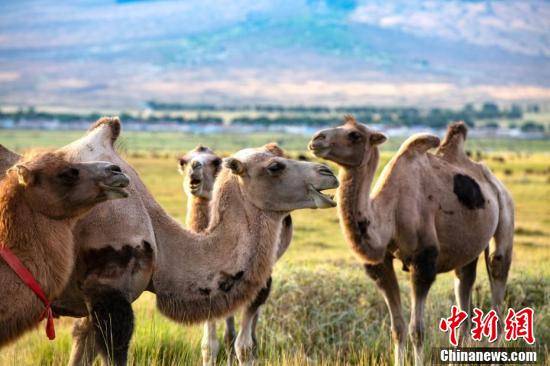 新疆巴里坤草原现“风吹草低见牛羊”景观