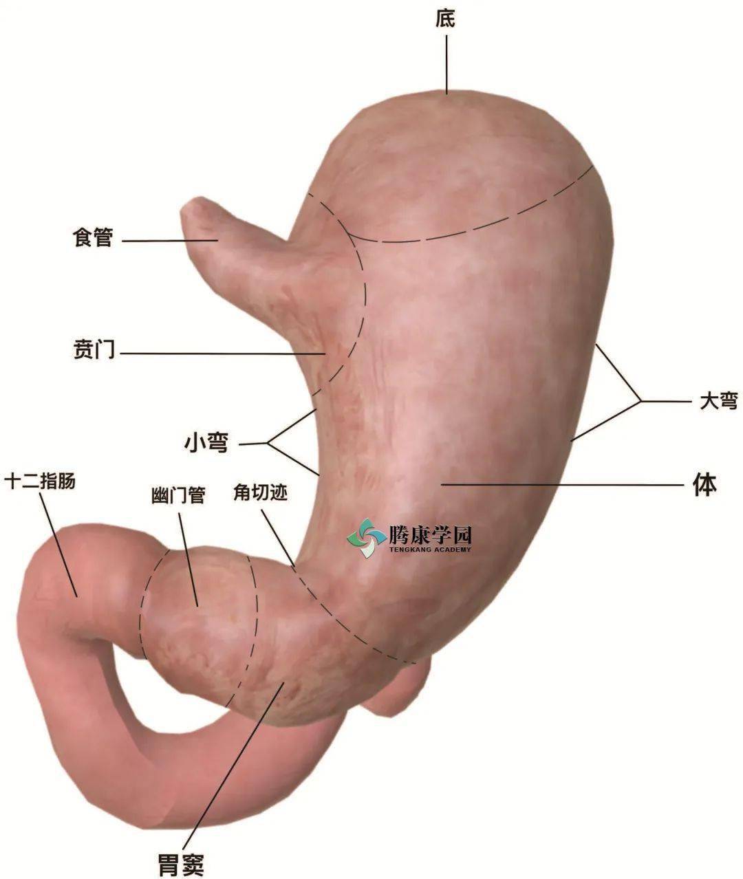 【内脏与疼痛】胃的概述,形态及位置