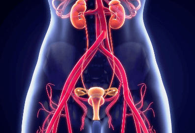 膀胱在子宫哪个位置图图片