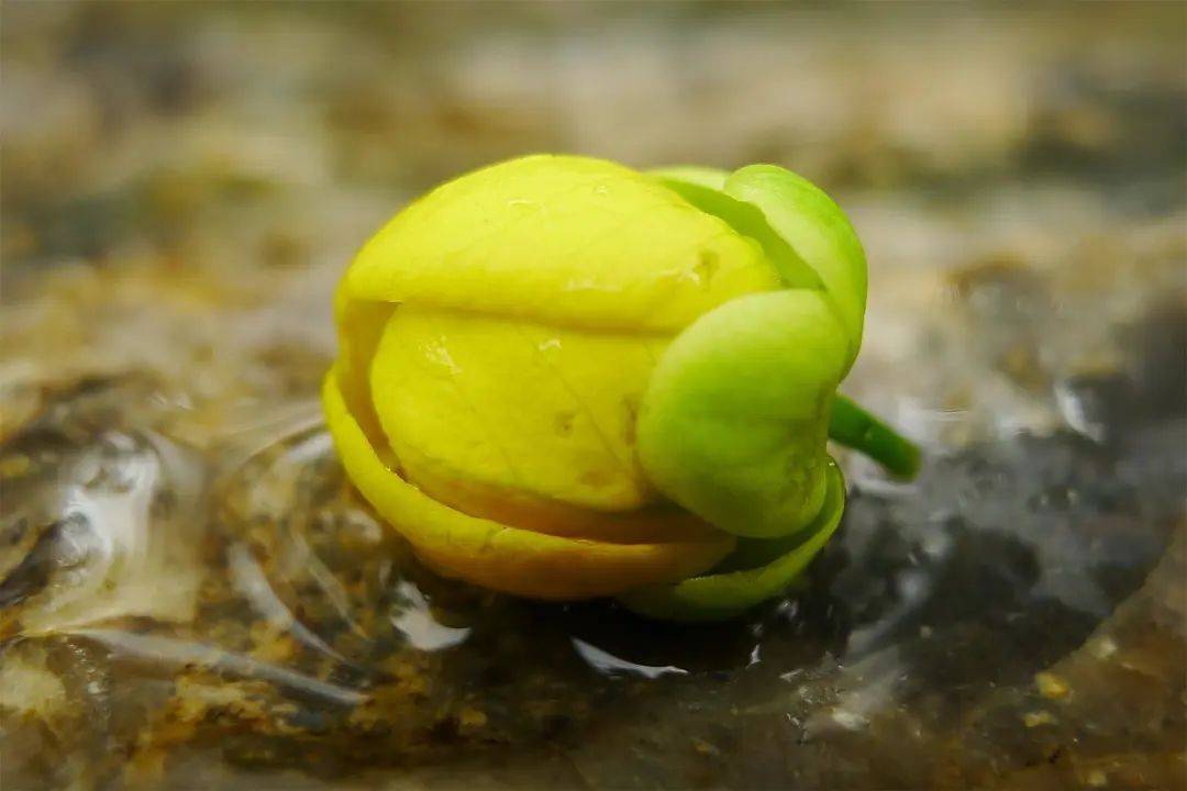 腊肠树花开，天河公园飘洒“黄金雨”