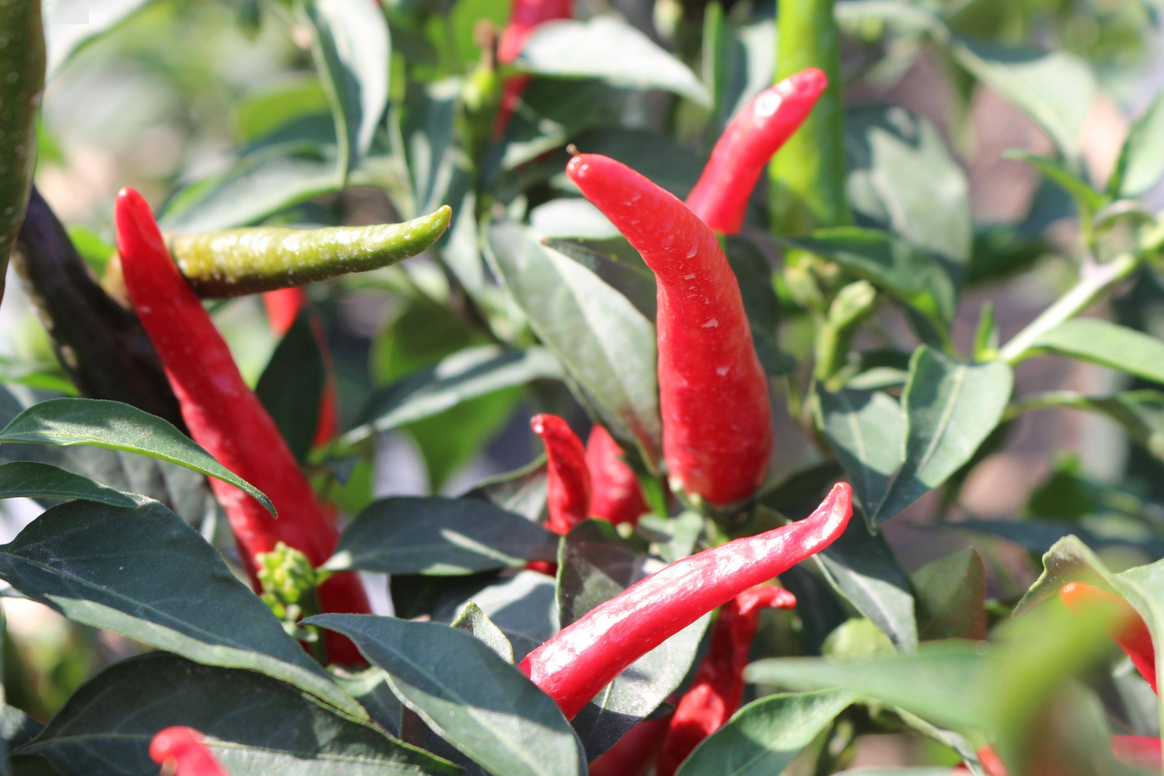 罗城镇火红辣椒挂枝头红火日子有盼头