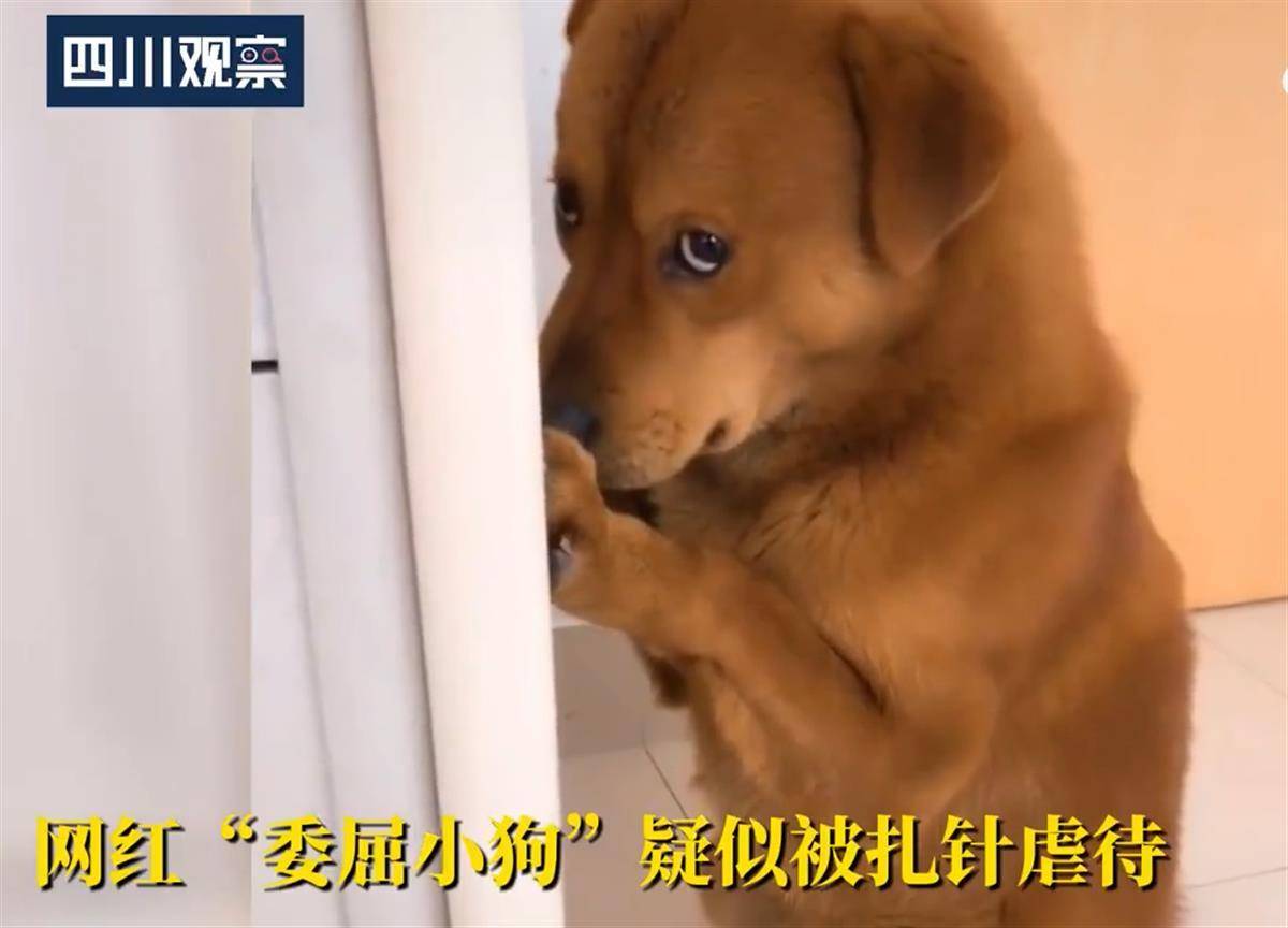 网红狗 小胖 遭主人扎针虐待 警方介入调查 网友 潍坊 视频
