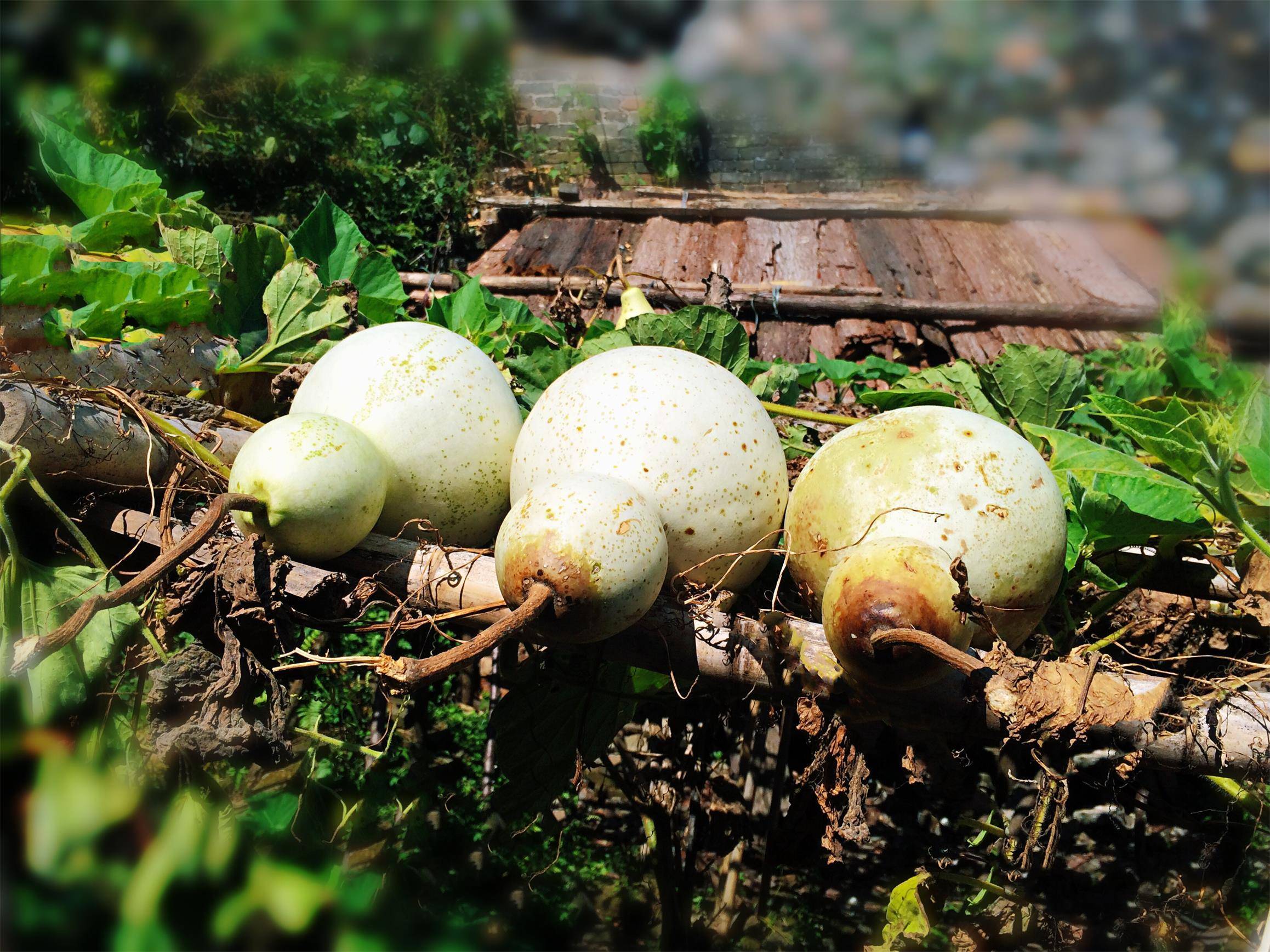 葫芦瓜,葫芦瓢,那些好时光!_葫芦娃_井水_样子