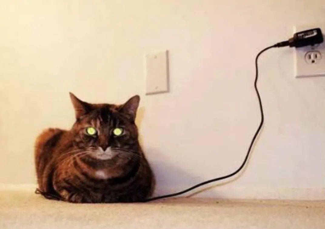 半夜,我家猫两眼放光,它要对我下手了…._眼睛_猫眼_光线