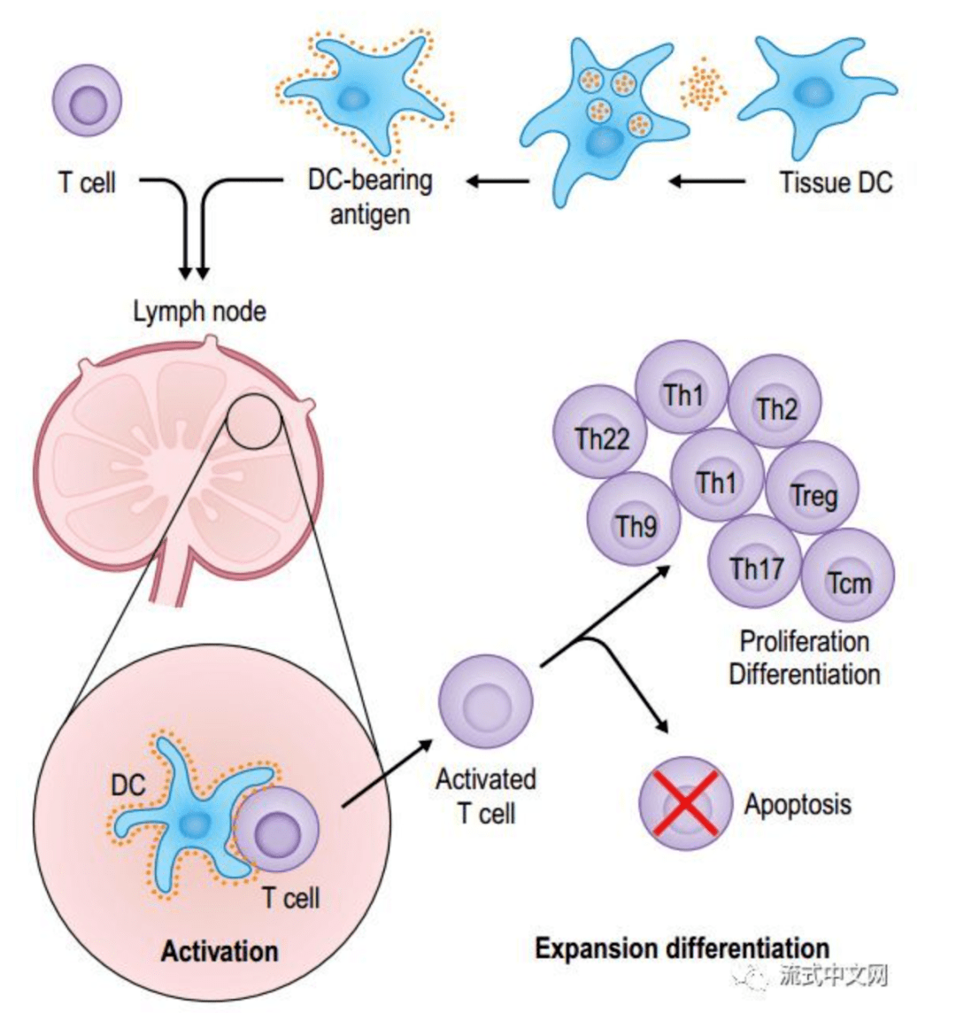 巨噬细胞的免疫检查点：CD47-SIRPα - 知乎