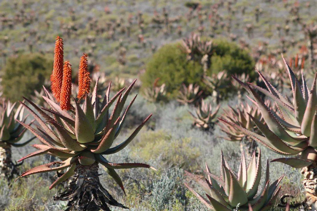 (华人摄影精美组图)南非芦荟花开季_微信_nanfei_摄影