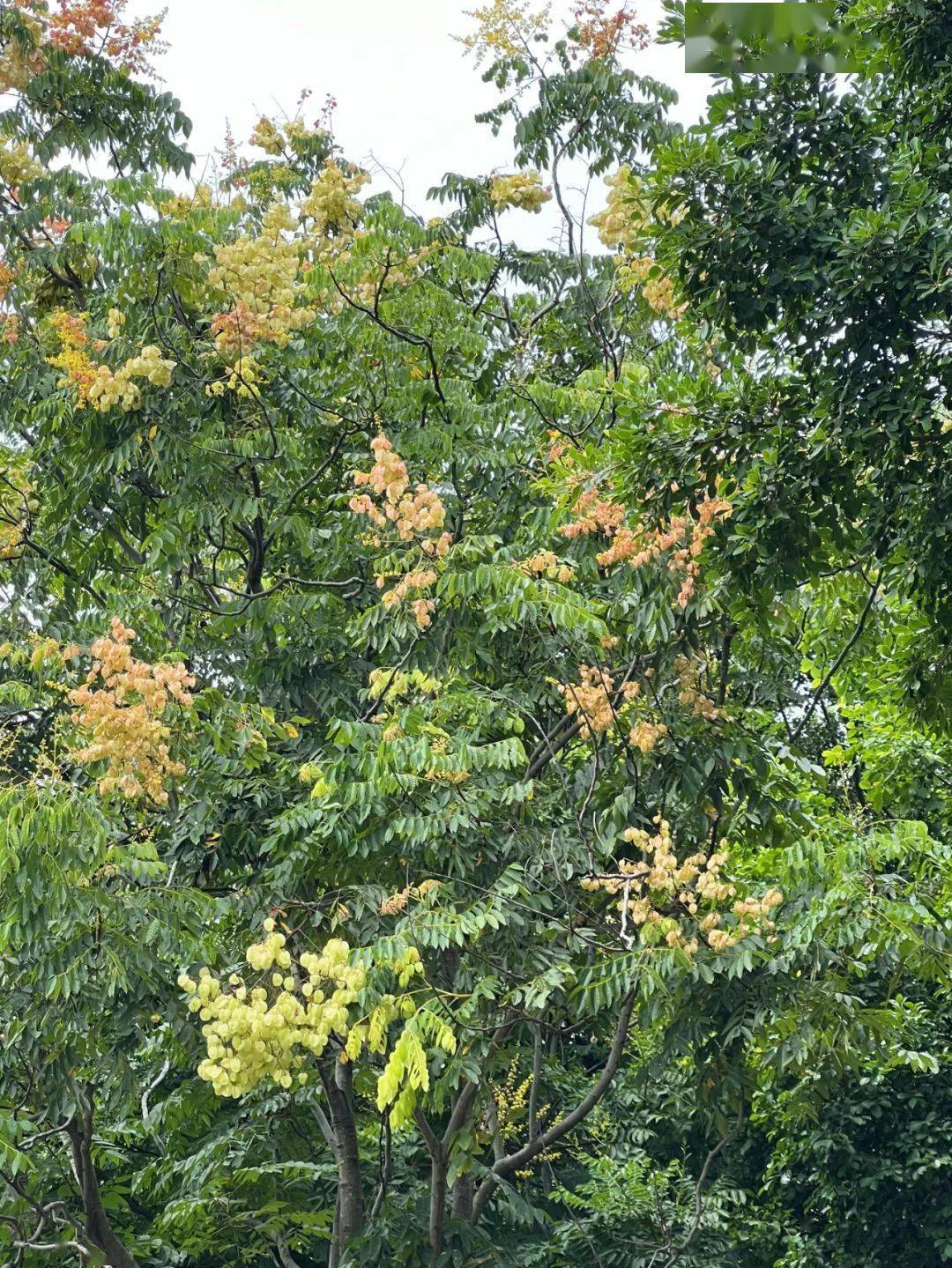 国庆花一般指复羽叶栾树,又名灯笼树,摇钱树.