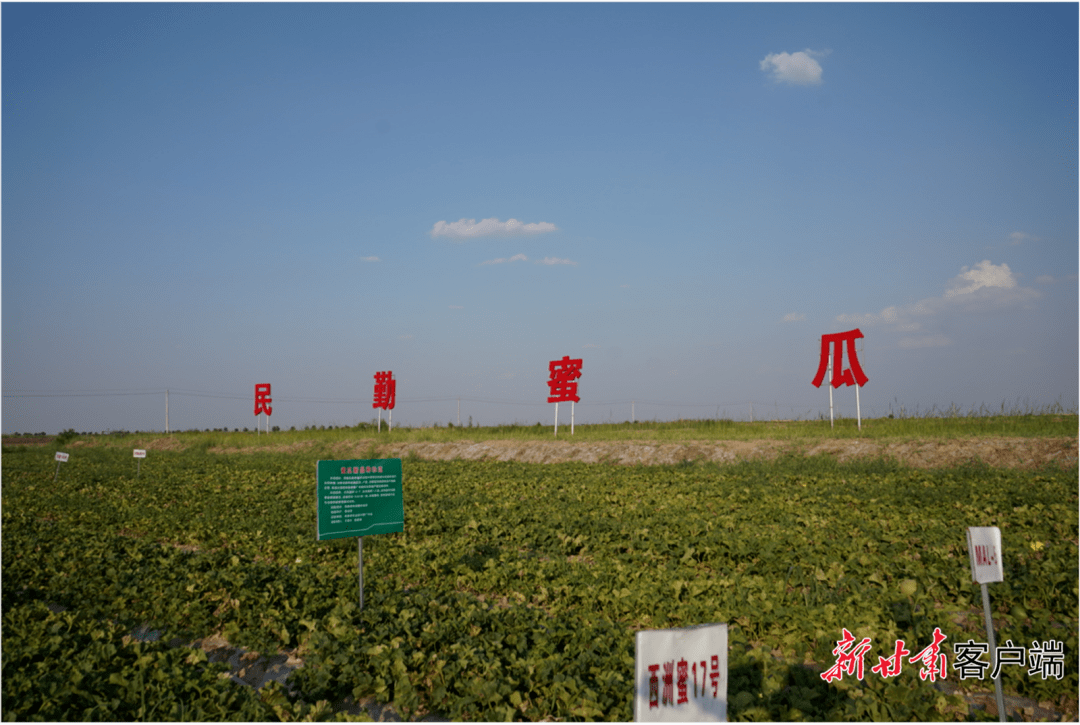 中国蜜瓜之乡图片