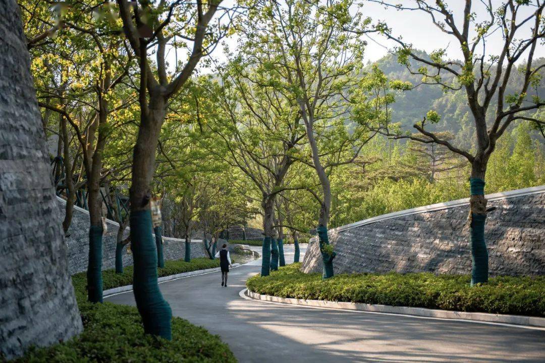 干货丨园路中的那些列植设计