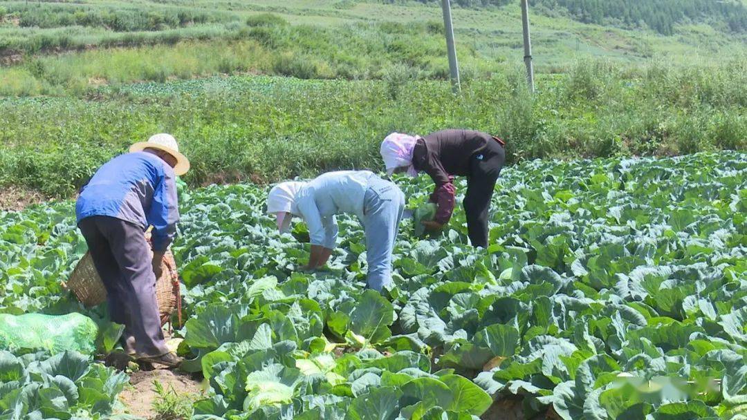 岷县:高原夏菜忙丰收 拓宽乡村致富路_种植_甘蓝_新平