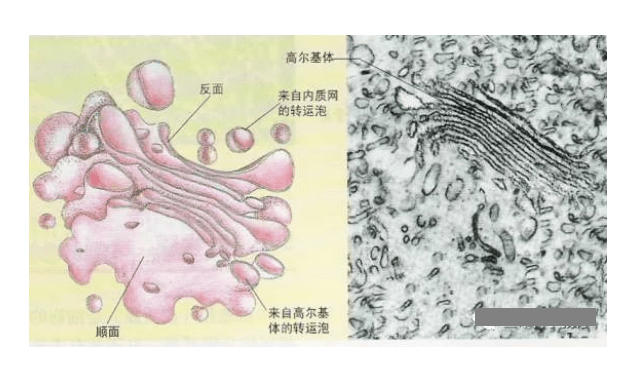 有核酸的细胞器