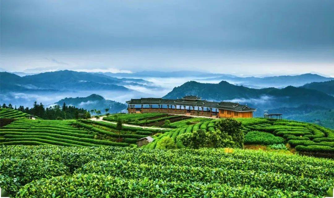 产业振兴三江县茶旅融合富了侗茶村