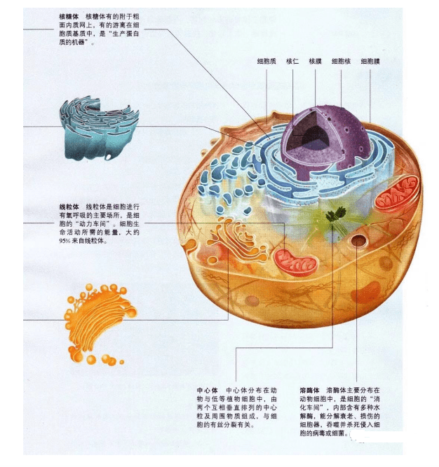 有核酸的细胞器