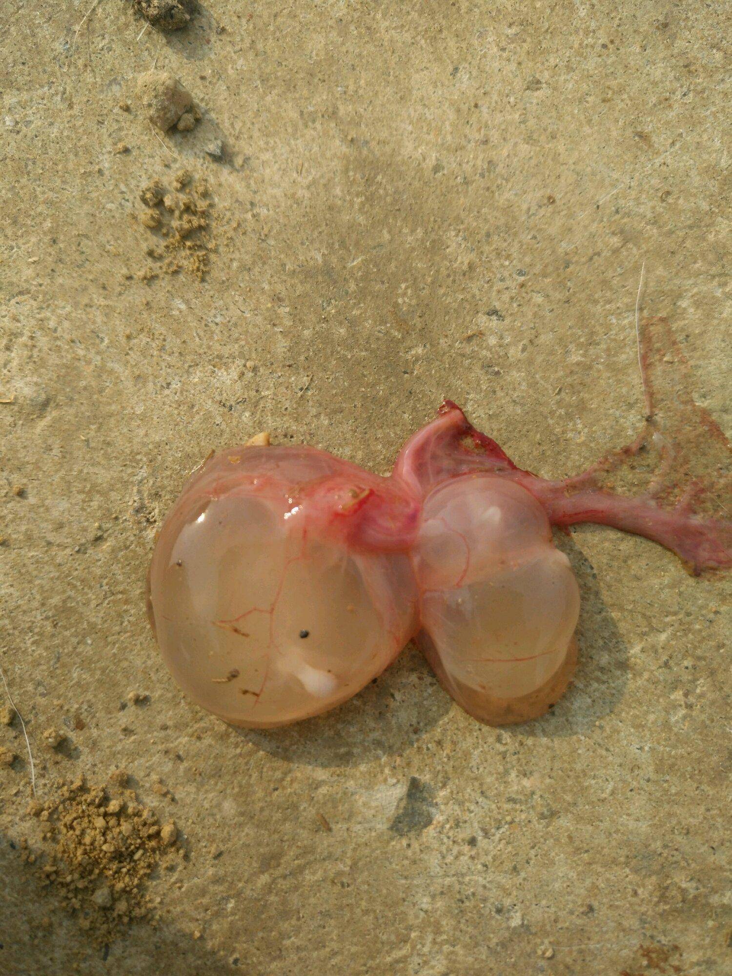 挂着几个白色的透明的水球,也就是我们所说的水叮当,学名叫细颈囊尾蚴