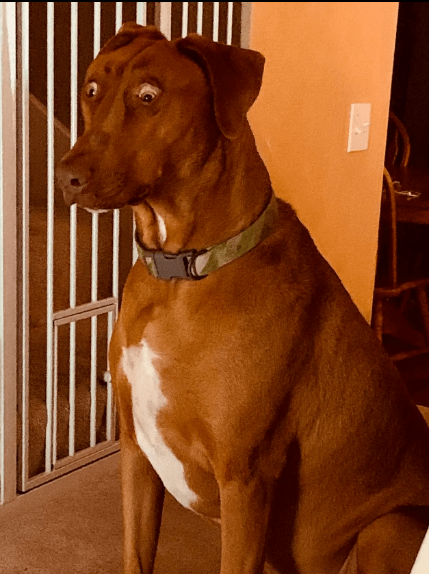 狗子长得太震惊走红,主人:它得常滴眼药水_belle_狗狗_因为