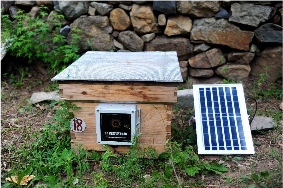 智能蜂箱上岗!北京这里的高品质蜂蜜产量翻了一番_蜜蜂_蒲洼乡_华蜂