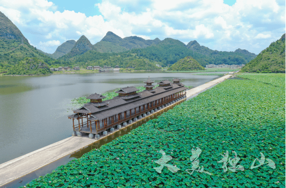 连日来,独山县下司镇,宽阔的湖面上荷叶接天碧日,一朵朵白色的,粉色的