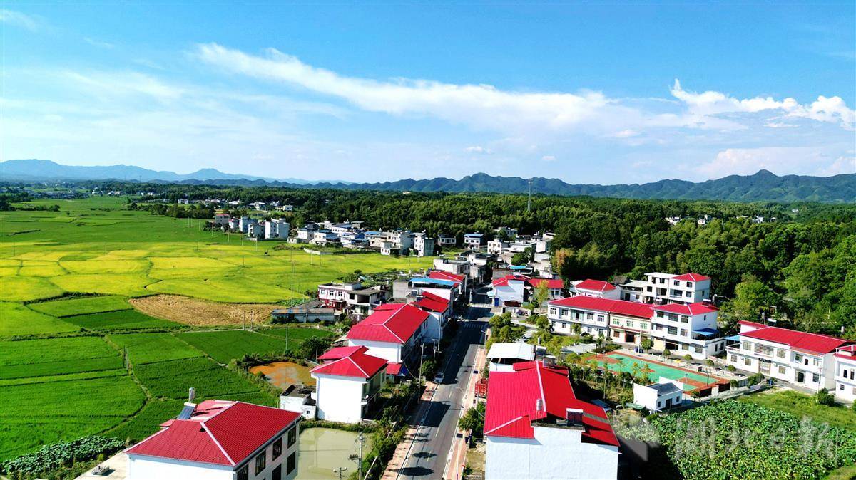 8月9日,通城县四庄乡华家村,美丽村庄与稻田,青山相映成景.