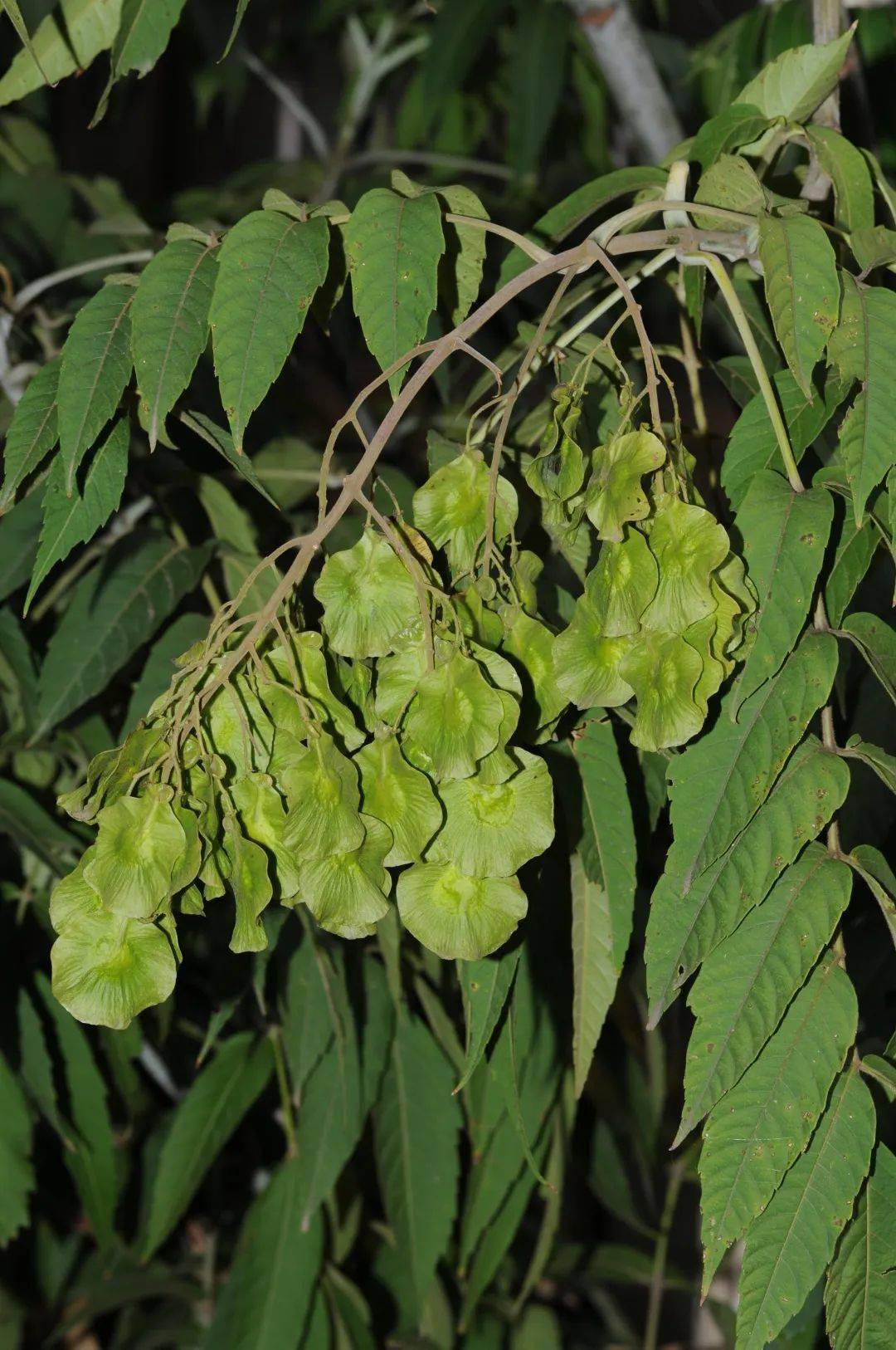 中国极小种群野生植物云南金钱槭