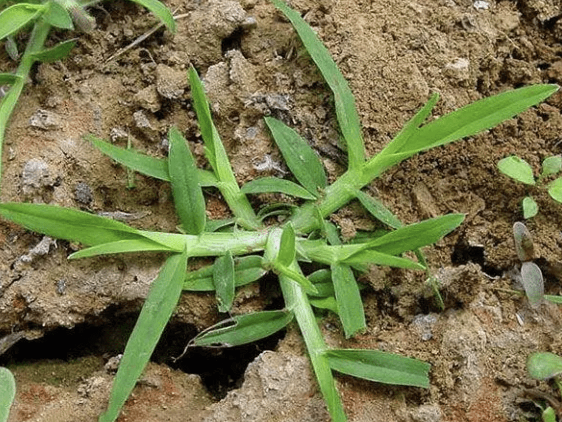 农村田野里有1种"牛筋草",一整年被踩踏,牛却喜欢吃,珍贵