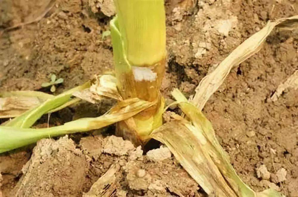 详细了解玉米常见病害玉米青枯病附图