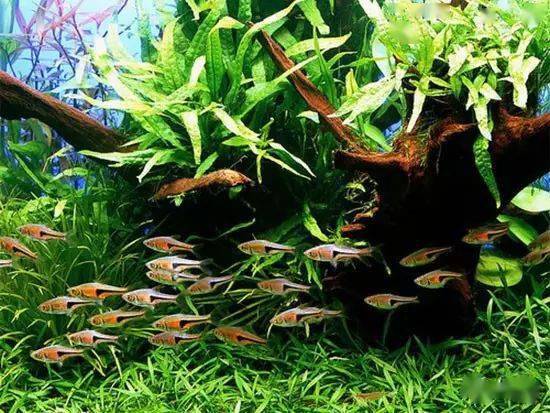 匈牙利2016水草造景大赛灯鱼作品集!_照明设备_缸体_尺寸
